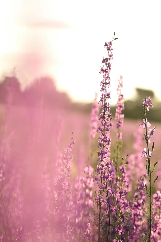 a field filled with lots of purple flowers, a digital rendering, by Anna Boch, unsplash, romanticism, soft light 4 k in pink, salvia, tall, soft light - n 9