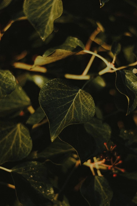a close up of a plant with green leaves, unsplash, dark warm light, ivy's, ignant, low quality photo