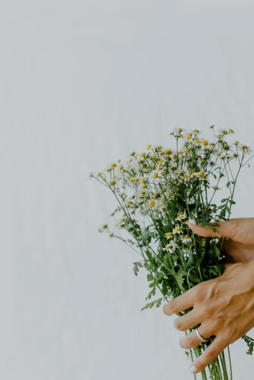 a person holding a bunch of flowers in their hand, by Carey Morris, trending on unsplash, minimalism, chamomile, tall thin, herbs, pristine and clean design