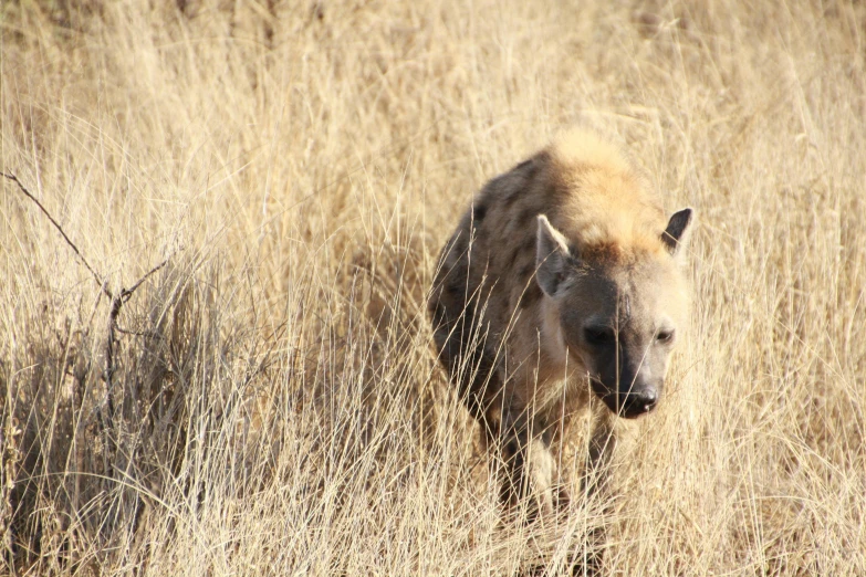 a hyenna walking through a dry grass field, by Terese Nielsen, hurufiyya, hyena, fan favorite, feature, pig