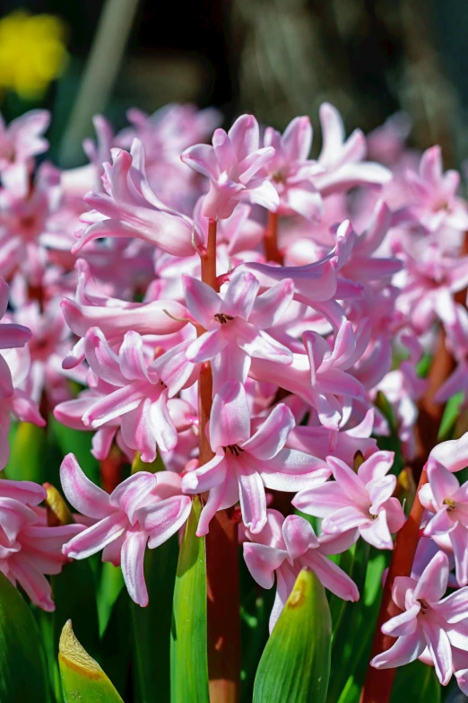 a close up of a bunch of pink flowers, hyacinth blooms surround her, nostlagia, best selling, zoomed in