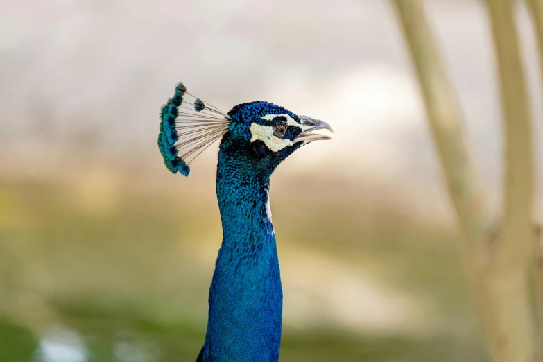 a close up of a peacock's head with a blurry background, a portrait, by Paul Bird, pexels contest winner, dressed in blue, profile pose, slide show, 🦩🪐🐞👩🏻🦳