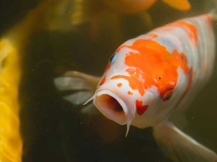 a close up of a fish in a body of water, orange and white, in a pond