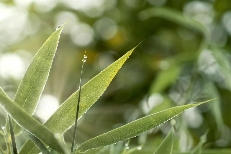 a close up of a plant with water droplets on it, a macro photograph, unsplash, photorealism, bamboo, willow plant, shot on sony a 7, photorealistic image