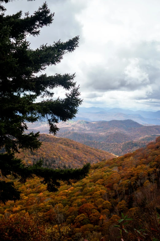 a view of the mountains from the top of a hill, in fall, dan munford, craggy mountains, curved trees