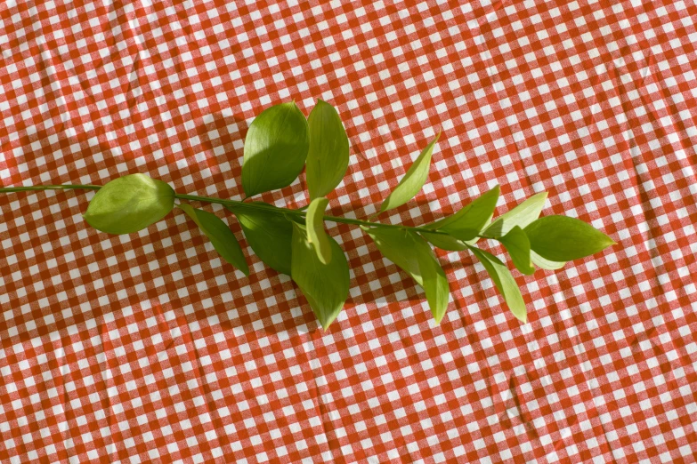 a green plant sitting on top of a red and white checkered table cloth, twisting leaves, single long stick, ffffound, picnic