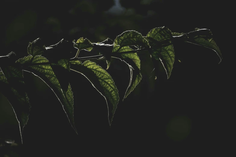 a close up of a leaf on a tree, inspired by Elsa Bleda, unsplash, dark shadowy surroundings, poison ivy, low sun, black and green