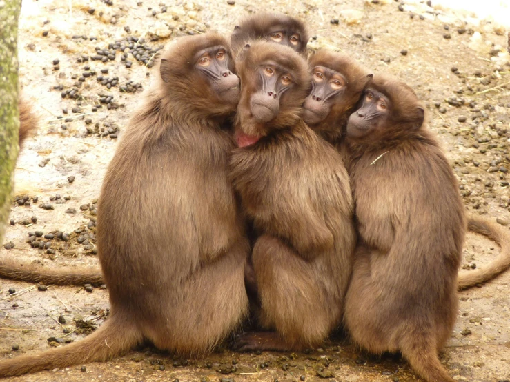 a group of monkeys sitting on top of each other, an album cover, by Jan Tengnagel, flickr, snow monkeys at the mountain spa, biting lip, not cropped, australian