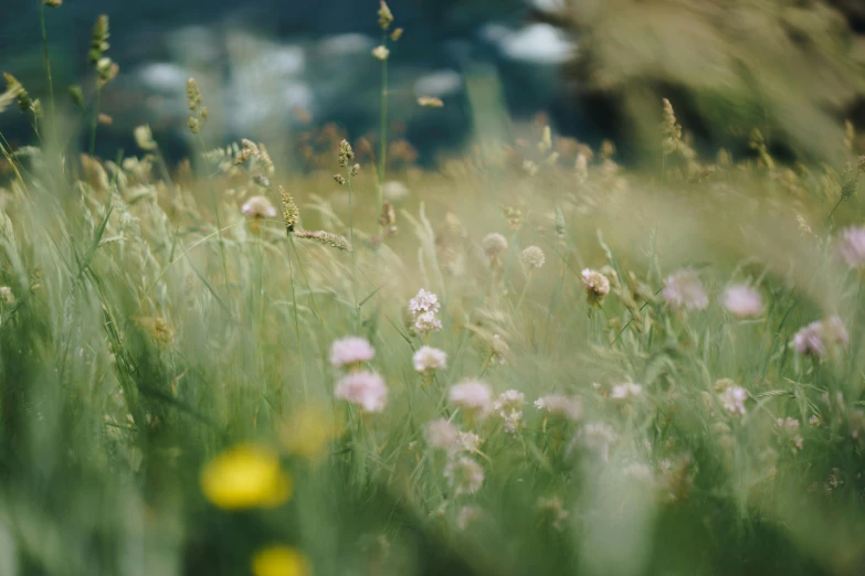 a field full of tall grass and wildflowers, by Emma Andijewska, trending on unsplash, pale pink grass, low depth of field, background image