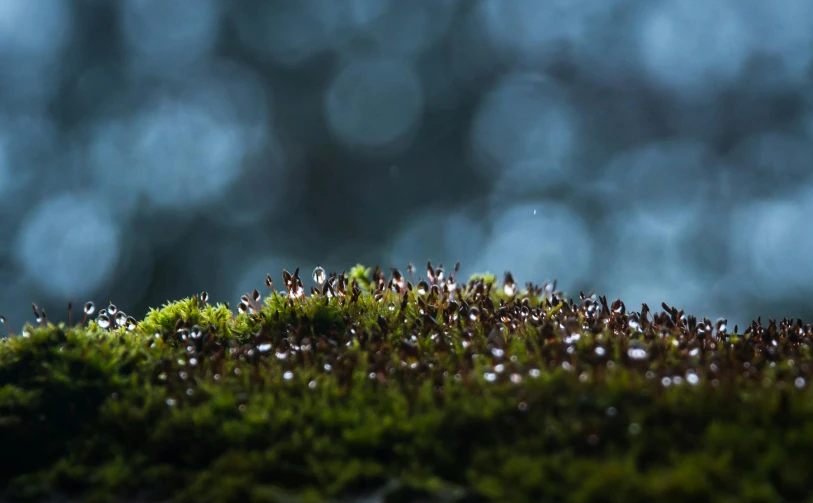 a moss covered rock with water droplets on it, a macro photograph, unsplash contest winner, blue fireflies, bokeh dof sky, thousands of tiny onlookers, roofed forest