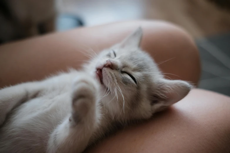 a close up of a cat laying on a person's lap, by Niko Henrichon, pexels contest winner, cute kitten, with closed eyes, soft lulling tongue, short light grey whiskers