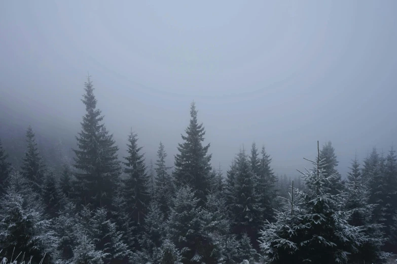 a group of trees covered in snow on a foggy day, a picture, unsplash contest winner, 🌲🌌, the sky is gray, fir trees, ((trees))