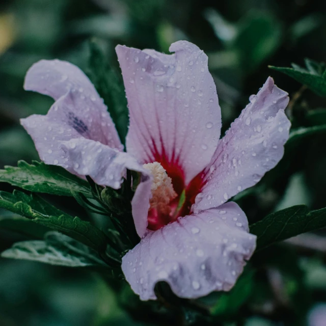 a close up of a flower with water droplets on it, trending on unsplash, baroque hibiscus queen, light purple mist, high angle view, today\'s featured photograph 4k