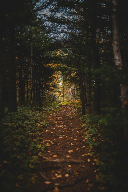 a path in the middle of a forest, unsplash contest winner, 2 5 6 x 2 5 6 pixels, new hampshire, beautiful low light, brown