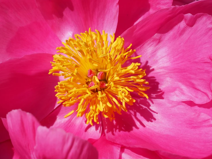 a close up of a pink flower with a yellow center, pexels contest winner, peony flower, fan favorite, multicoloured, bright sunny day
