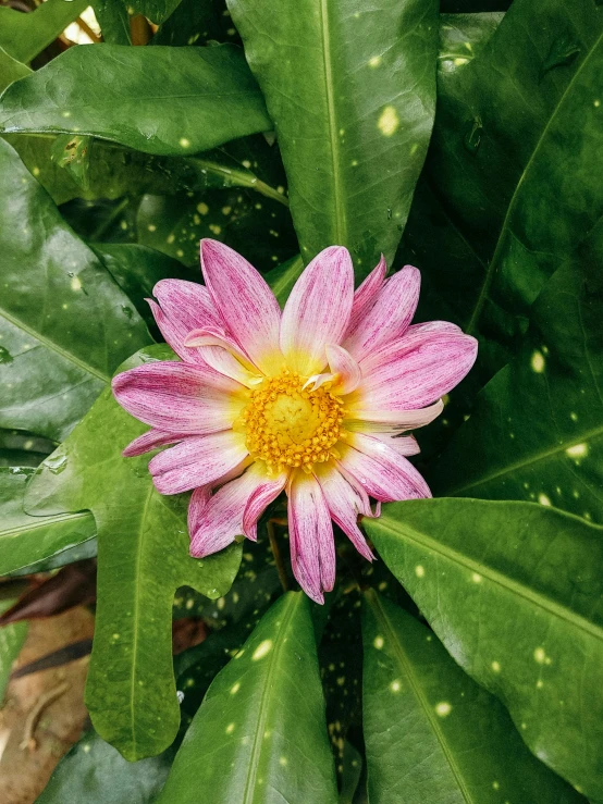 a pink flower sitting on top of a green plant, a high angle shot, pink and yellow, snapchat photo, taken with sony alpha 9