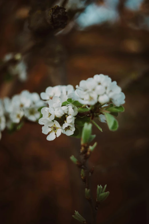 a branch of a tree with white flowers, an album cover, unsplash, medium format, portrait photo