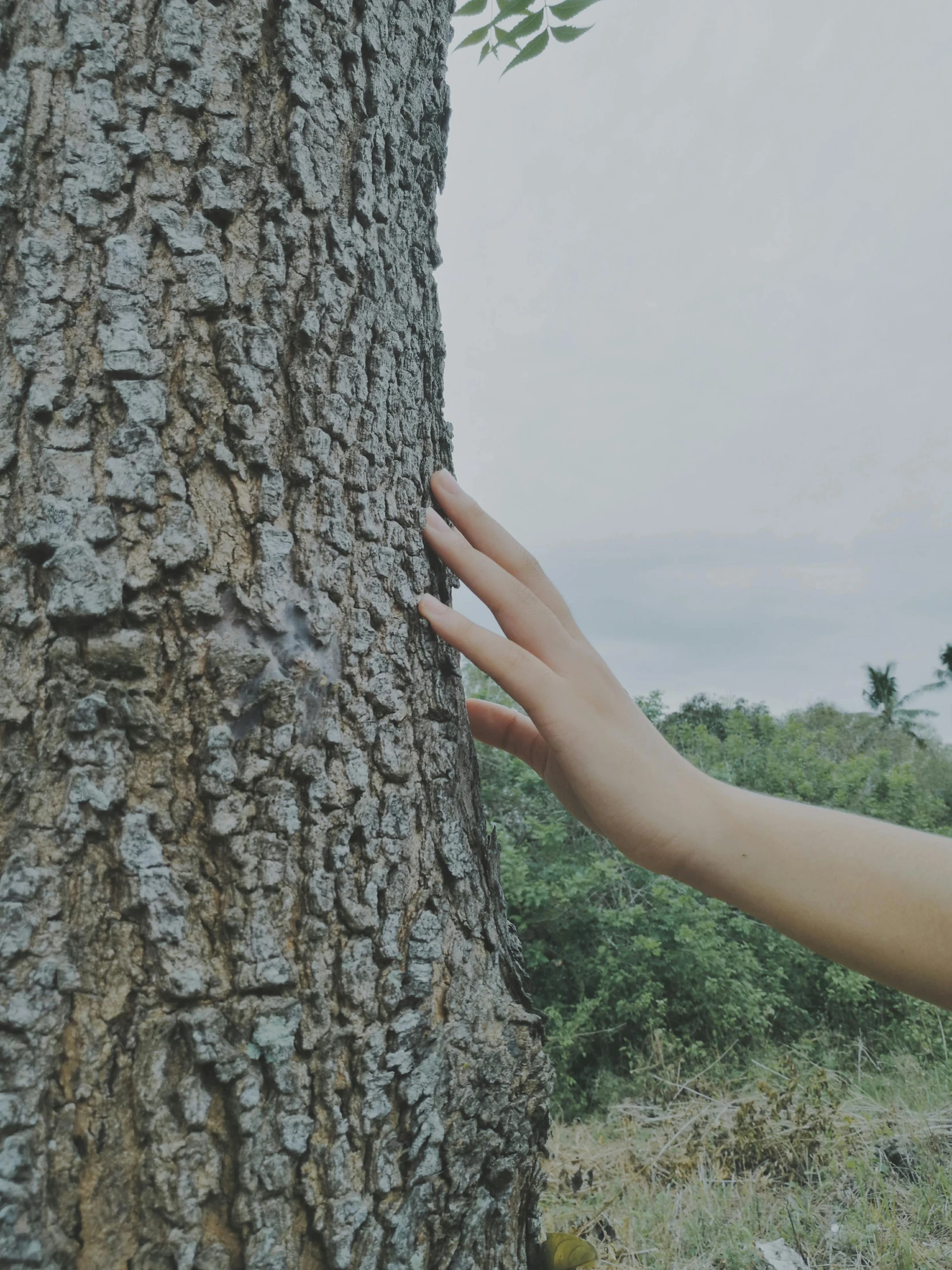 a person reaching up to a tree trunk, trending on unsplash, naturalism, low quality photo, dry skin, ilustration, slight overcast