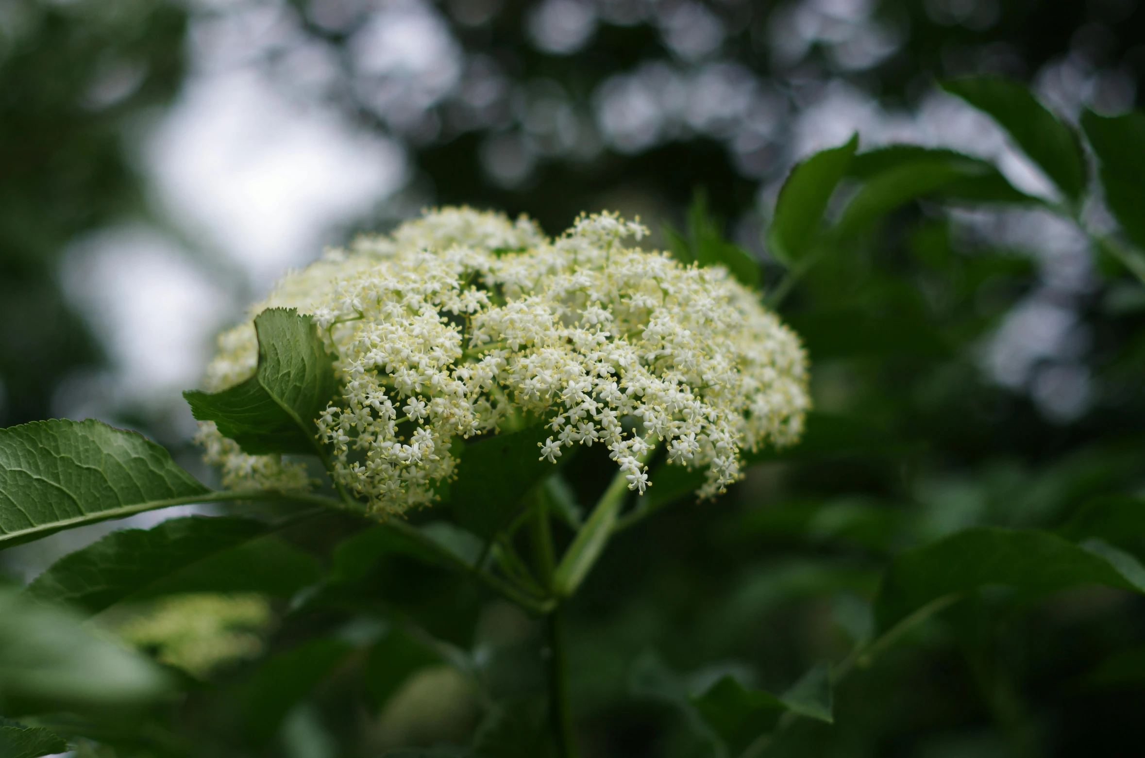 a close up of a plant with white flowers, inspired by Jane Nasmyth, unsplash, hurufiyya, fine foliage lace, trees and flowers, reddish, pale green glow