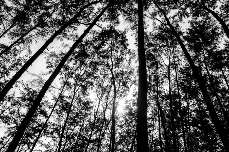 a black and white photo of tall trees, in karuizawa, bw photo