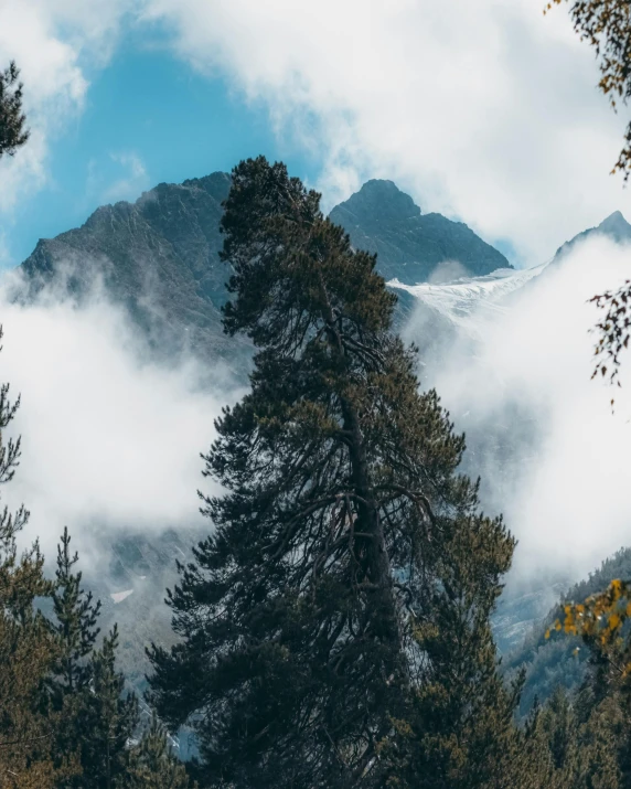 a group of trees with a mountain in the background, covered in clouds, trending photo, glacier, pov photo