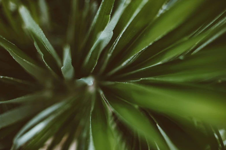 a close up of a plant with green leaves, by Emma Andijewska, unsplash, full frame image, spiky, high quality image”, teaser