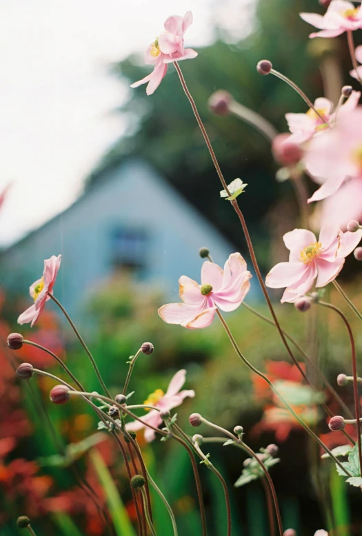 a field of pink flowers with a house in the background, unsplash, arts and crafts movement, autum garden, anemones and starfish, shot on kodak ektar, himalayan poppy flowers