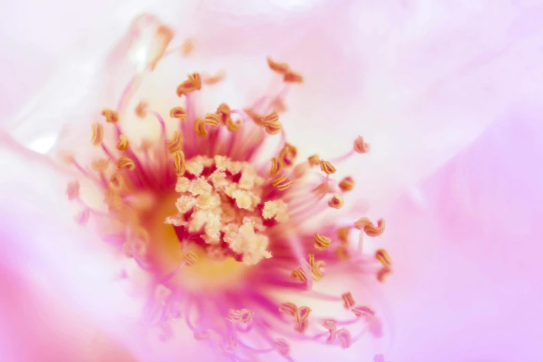 a close up view of a pink flower, a macro photograph, inspired by Anne Geddes, trending on unsplash, romanticism, manuka, intricate light, exploding roses, fine art print