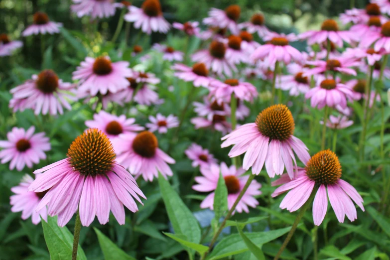 a field of pink flowers with green leaves, by Carey Morris, pexels, renaissance, fan favorite, flowers in a flower bed, a wooden, hexagonal shaped