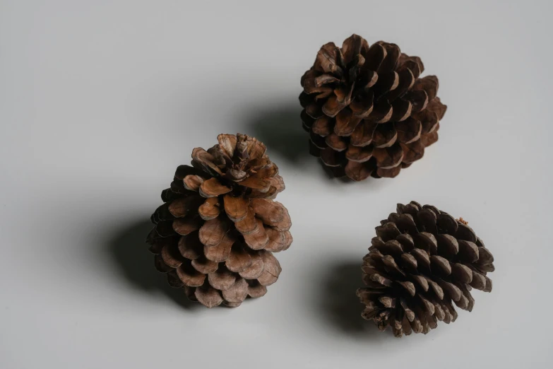 three pine cones on a white surface, an album cover, inspired by Vija Celmins, trending on unsplash, hyperrealism, 3d asset, brown haired, on a gray background, a middle-shot from front