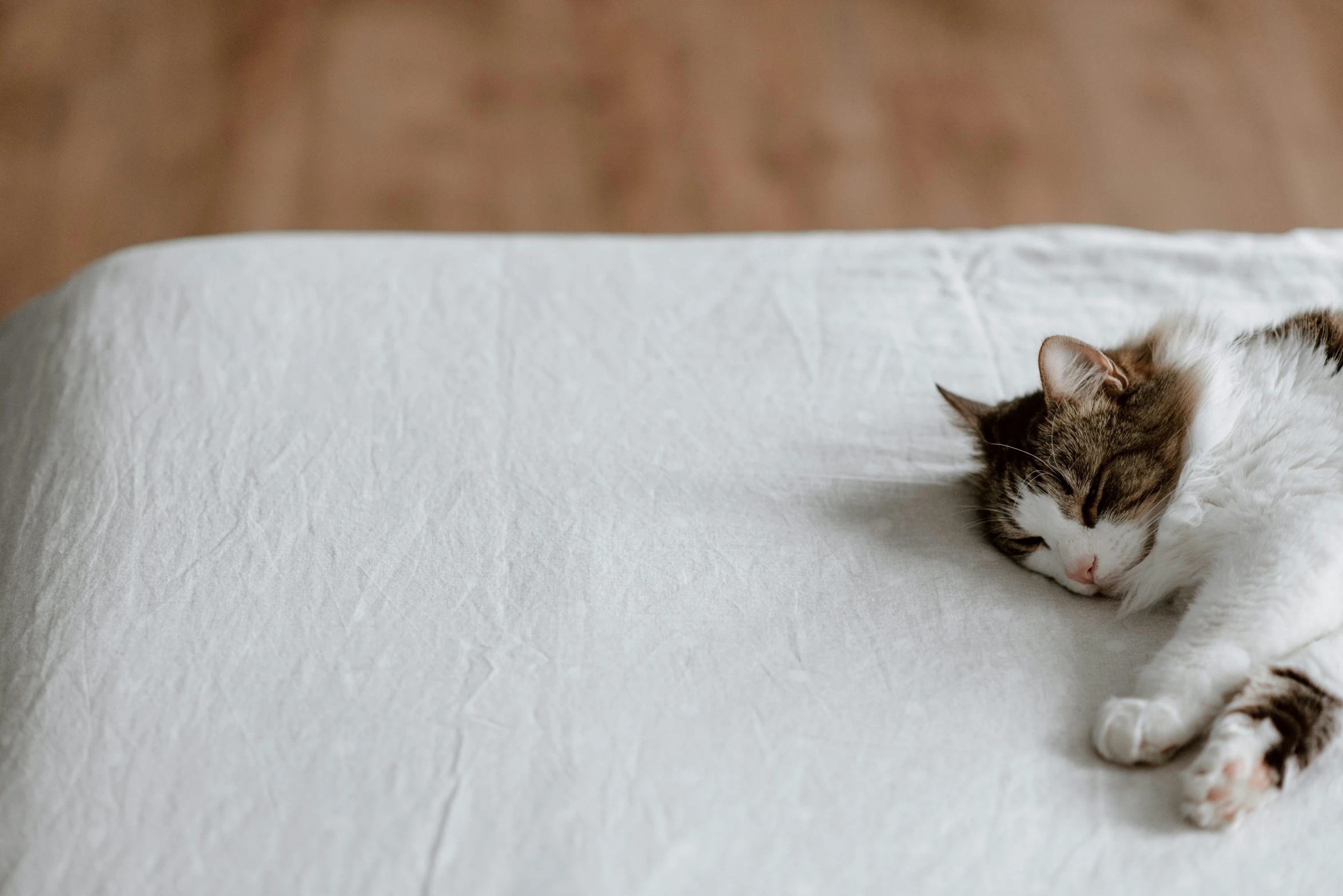 a cat that is laying down on a bed, trending on pexels, white tablecloth, completely empty, bed on the right, hand carved