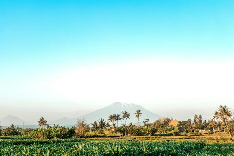 a green field with a mountain in the background, pexels contest winner, sumatraism, clear blue skies, a palm tree, background image, conde nast traveler photo