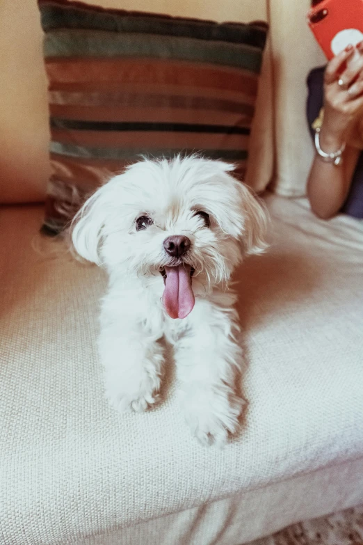 a white dog sitting on top of a couch next to a woman, pexels contest winner, tongue out, small dog, fluffy'', detailed smile