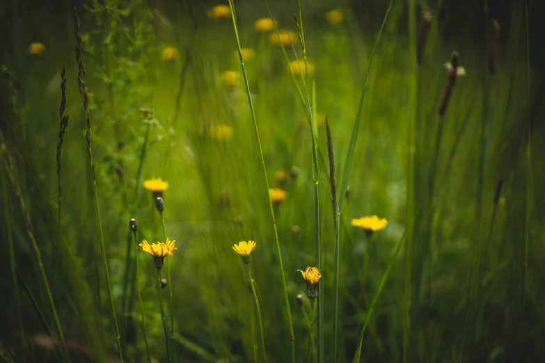 a bunch of yellow flowers sitting on top of a lush green field, by Eglon van der Neer, unsplash, wildscapes, soft light - n 9, wild foliage, softly lit