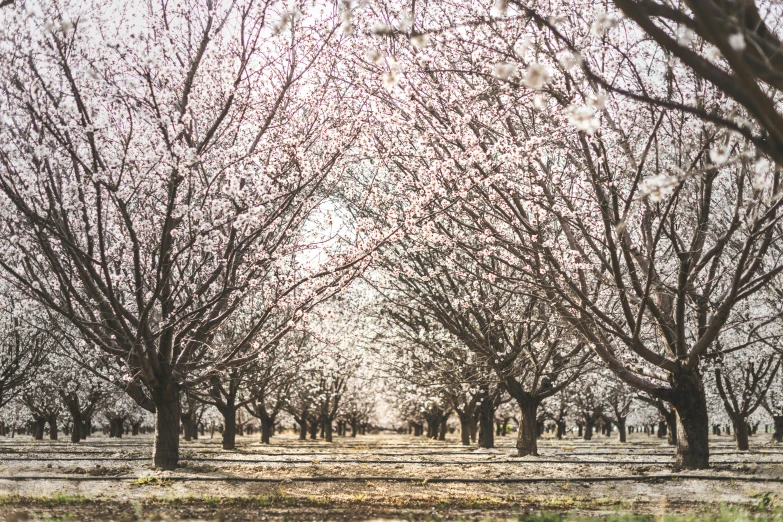 a group of trees that are next to each other, a photo, unsplash, renaissance, almond blossom, 2 5 6 x 2 5 6 pixels, farms, from wheaton illinois