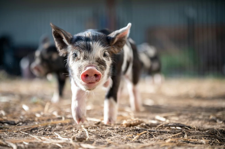 two small black and white pigs standing next to each other, unsplash, australian, running towards camera, in a row, piglet