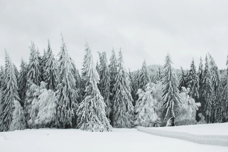 a man riding a snowboard down a snow covered slope, a black and white photo, pexels contest winner, visual art, spruce trees on the sides, a cozy, (3 are winter, covered in white flour