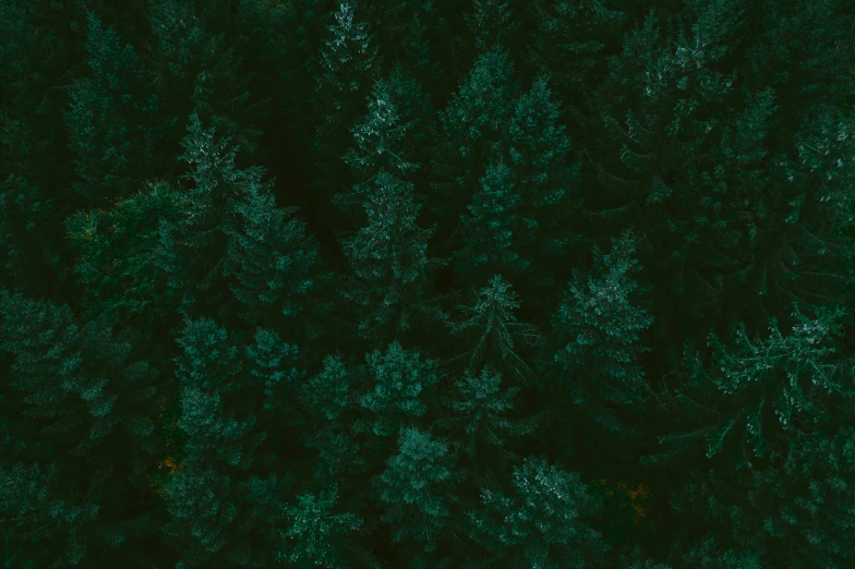 a forest filled with lots of green trees, an album cover, inspired by Elsa Bleda, unsplash contest winner, ( ( dark green, high angle shot, pine, no people 4k