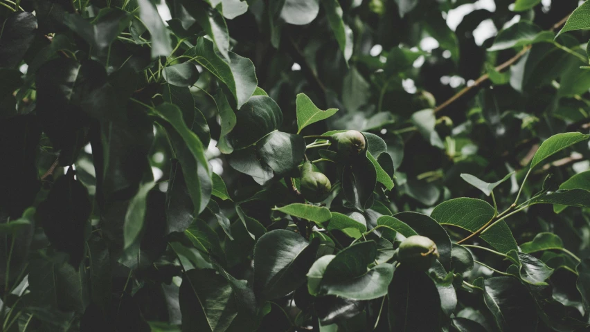 a close up of a tree with green leaves, trending on pexels, passion fruits, magnolia, wet from rain, jovana rikalo