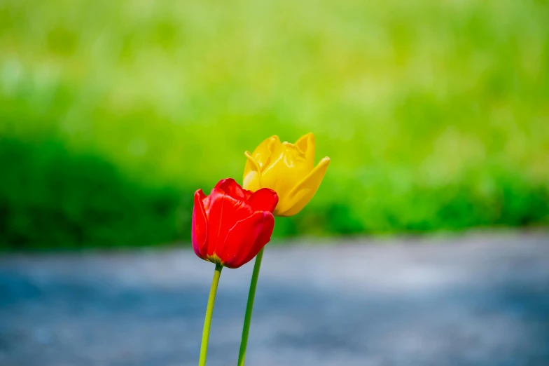 two red and yellow tulips sitting next to each other, unsplash, 15081959 21121991 01012000 4k, low depth field, green and yellow, roadside