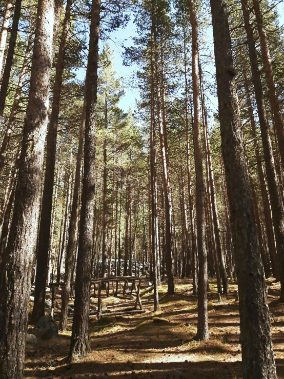 a forest filled with lots of tall trees, by Jaakko Mattila, hurufiyya, phone photo, camping, low quality photo, multiple stories