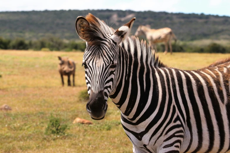 a zebra standing on top of a grass covered field, posing for the camera