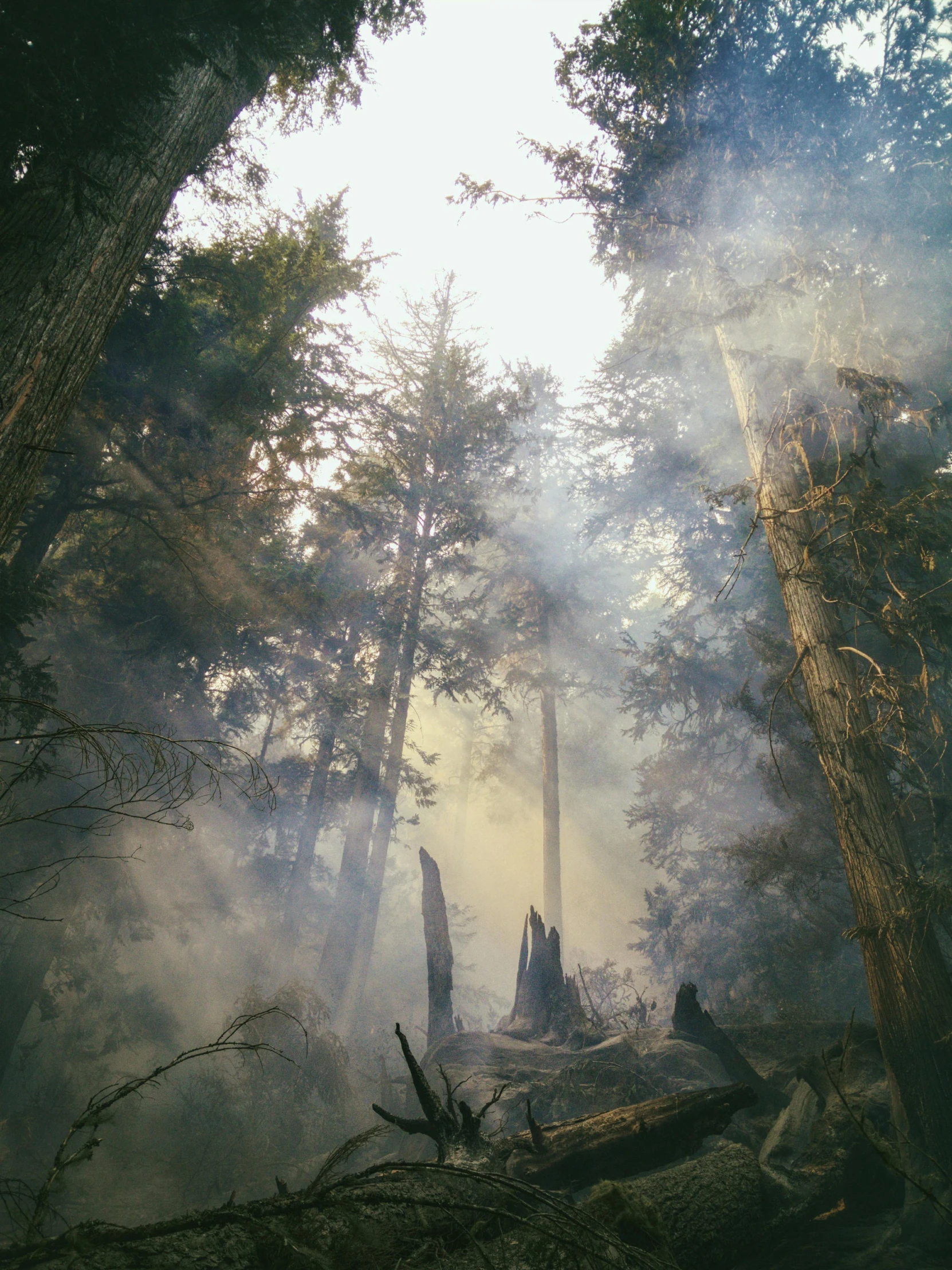 the sun shines through the trees in the forest, by Ryan Pancoast, romanticism, smoke and rubble, ((forest)), colored analog photography, multiple stories