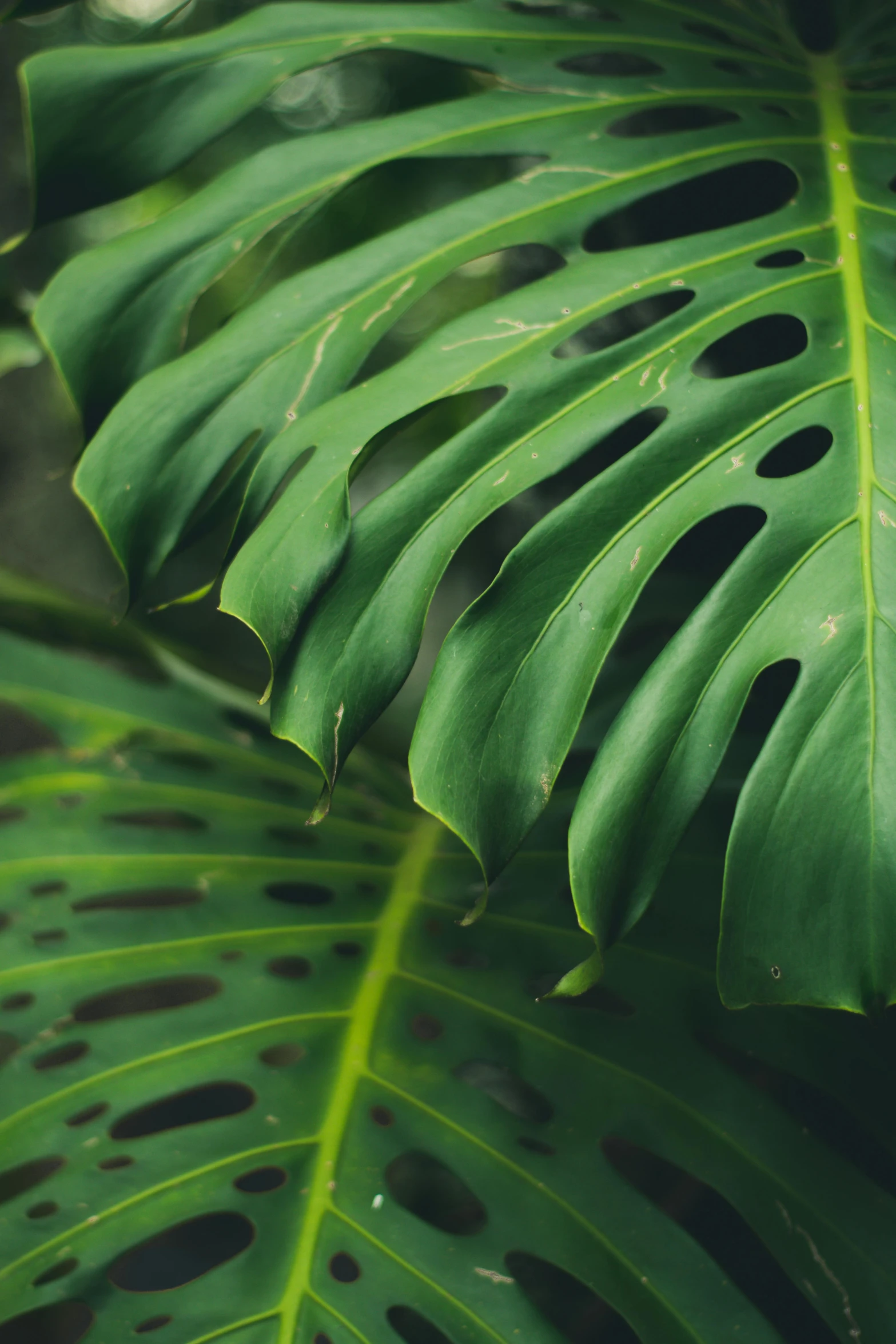 a close up of a plant with lots of green leaves, monstera, split near the left, paul barson, organic