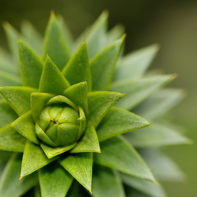 a close up view of a green plant, unsplash, precisionism, cone shaped, macro photography 8k, rosette, ((sharp focus))