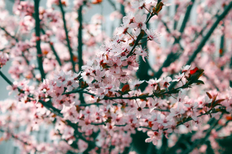 a close up of a tree with pink flowers, by Niko Henrichon, pexels, seasons!! : 🌸 ☀ 🍂 ❄, carson ellis, plum blossom, anna nikonova