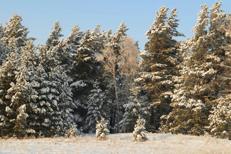 a red fire hydrant sitting in the middle of a snow covered field, inspired by Ivan Shishkin, pexels contest winner, tall pine trees, panorama, forest. white trees, evening sunlight