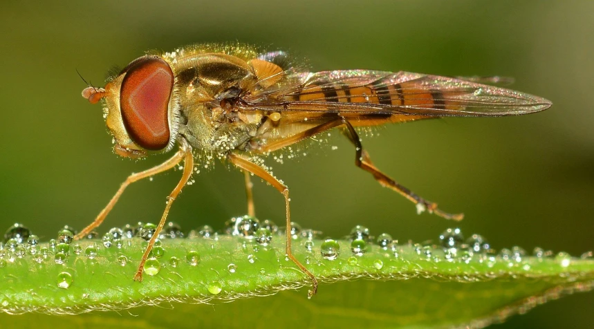 a close up of a fly on a leaf, by Jan Rustem, dripping wet, dragonflies, avatar image, full body close-up shot