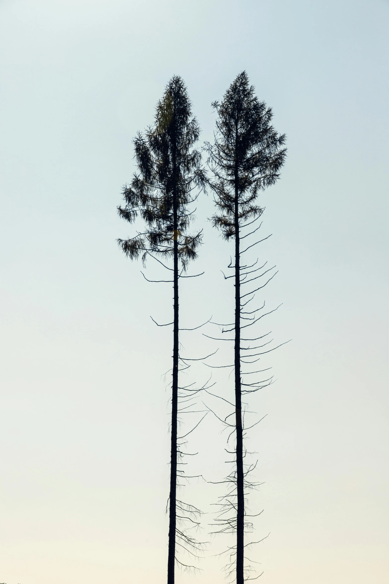 a couple of tall trees sitting on top of a lush green field, by Karel Dujardin, land art, espoo, deforestation, two hang, very minimalistic