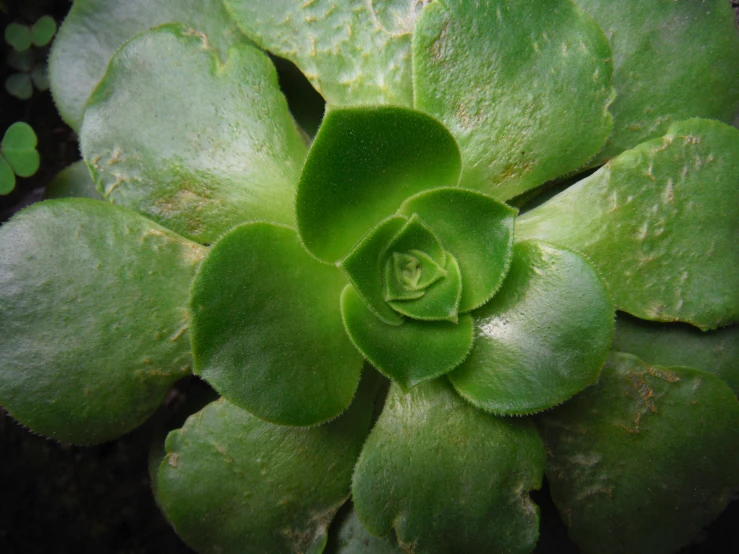 a close up of a plant with green leaves, rosette, bubbling skin, a high angle shot, carnivorous